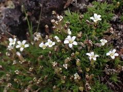 Cherleria biflora