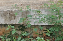 Melanthera nivea