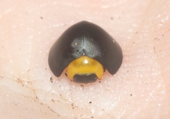 Egius platycephalus