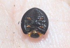 Egius platycephalus