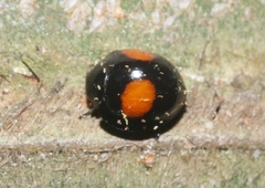 Chilocorus cacti
