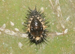 Chilocorus cacti