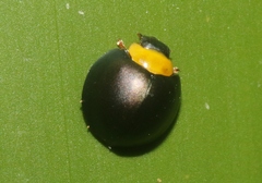 Egius platycephalus