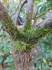 Homalothecium fulgescens