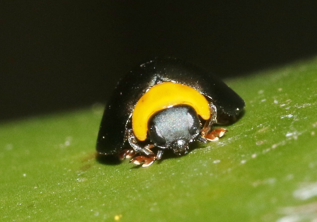 Egius