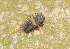 Chilocorus cacti