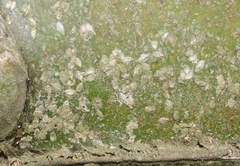 Bambusaspis bambusae