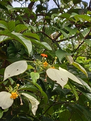 Mussaenda