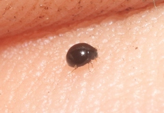 Zilus