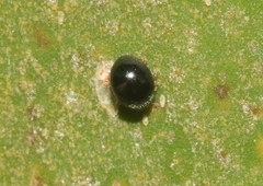 Zilus
