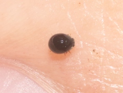 Zilus