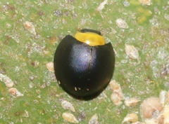 Egius platycephalus