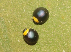 Egius platycephalus
