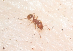 Wasmannia auropunctata