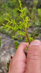 Cupressus goveniana