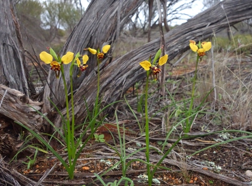 Image of Diuris hazeliae by (c) Thibaud Aronson, some rights reserved (CC BY-SA)