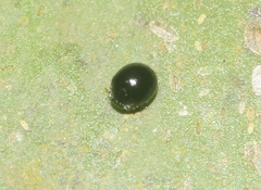 Zilus