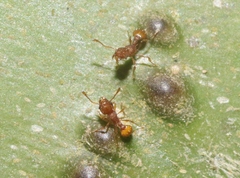 Wasmannia auropunctata