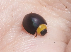 Egius platycephalus