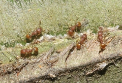 Wasmannia auropunctata