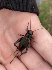 Gryllus