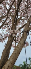 Tabebuia roseoalba