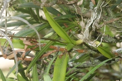 Ionopsis utricularioides