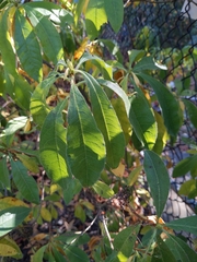 Rhododendron × hybridum