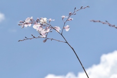 Ionopsis utricularioides