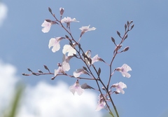 Ionopsis utricularioides