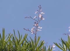 Ionopsis utricularioides