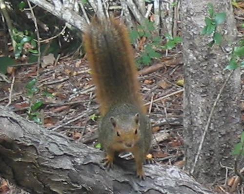 Red Bush Squirrel