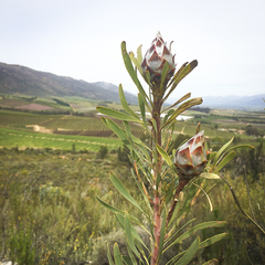 Leucadendron rubrum