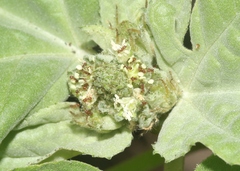 Croton argenteus