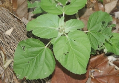 Croton argenteus