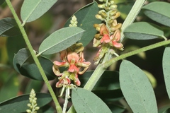 Indigofera suffruticosa