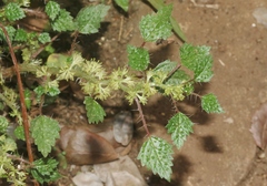 Laportea cuneata