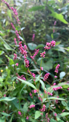 Persicaria longiseta