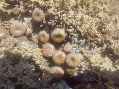 Palythoa grandiflora