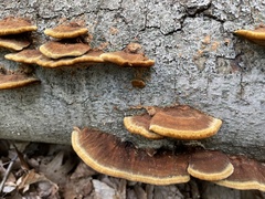 Fungi