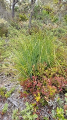 Xerophyllum tenax