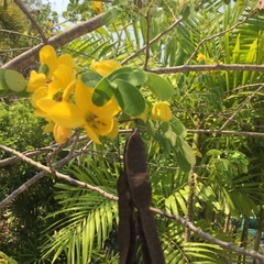Senna surattensis
