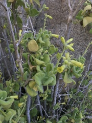 Nicotiana rupicola