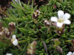 Cherleria biflora