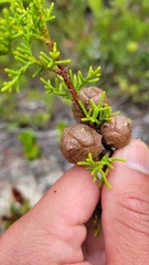 Cupressus goveniana