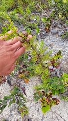Cupressus goveniana
