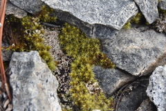 Grimmiaceae