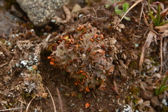 Solorina crocea