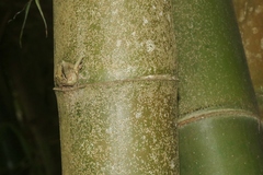 Bambusaspis bambusae