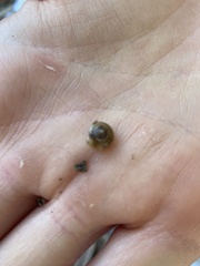 Gastrodontidae